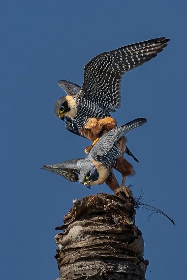 082 Noord Pantanal, vleermuisvalken.jpg